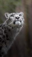 irbis leopardo de las nieves foto