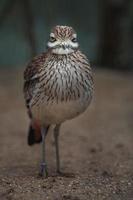 Eurasian Stone curlew photo