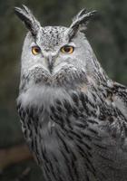 Eurasian eagle owl photo