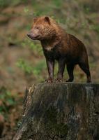 Bush dog on strain photo