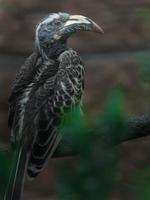 African Grey Hornbill photo