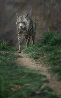 hiena rayada en el camino