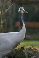 Red crowned crane photo