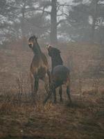 Exmoor ponies in fog photo