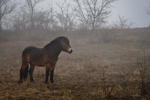 Exmoor pony in fog photo