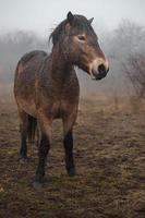 pony exmoor en la niebla foto