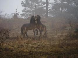 Exmoor ponies in fog photo