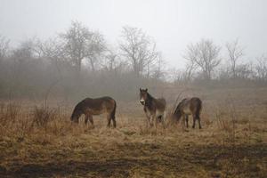 Exmoor ponies in fog photo