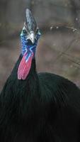 Southern cassowary in zoo photo