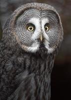 Great grey owl photo