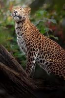 leopardo de Sri Lanka