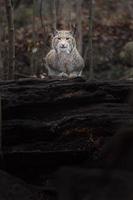 Eurasian lynx on log photo