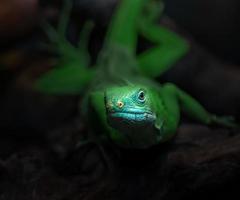 Fiji banded iguana photo