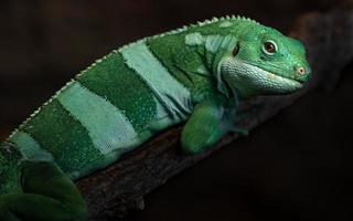 iguana con bandas de fiji foto