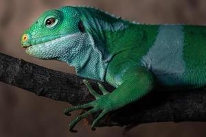 iguana con bandas de fiji foto