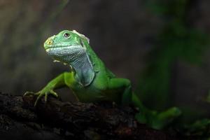 Fiji banded iguana photo