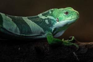 Fiji banded iguana photo