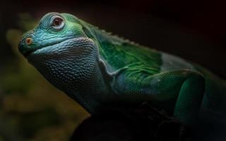 Fiji banded iguana photo