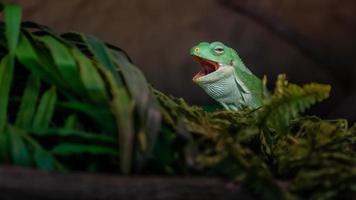 iguana con bandas de fiji foto