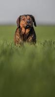 Portrait of Alpine Dachsbracke photo