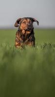 Portrait of Alpine Dachsbracke photo