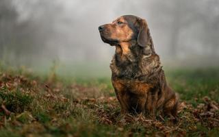 retrato de dachsbracke alpino foto