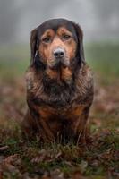 Portrait of Alpine Dachsbracke photo