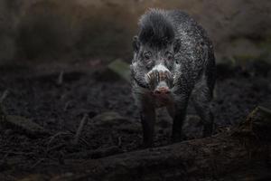 Visayan warty pig photo