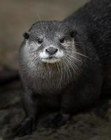 nutria de garras pequeña asiática foto