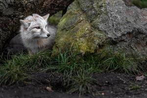 Portrait of Corsac fox photo