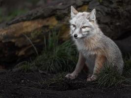 Portrait of Corsac fox photo