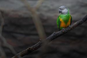 Portrait of Senegal Parrot photo