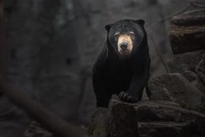 Sun bear on rock photo