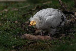 Egyptian Vulture eating photo