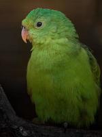 Red winged parrot