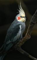 Portrait of Cockatiel photo