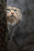 Pallass cat behind tree photo