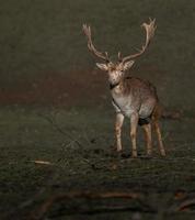 Portrait of Fallow deer photo