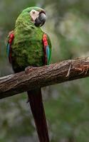 guacamayo de frente castaño foto