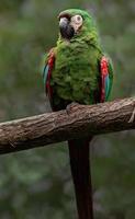 Chestnut fronted macaw photo