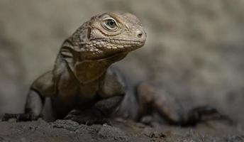 iguana de roca cubana foto