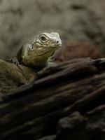 iguana de roca cubana foto