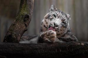 Snow leopard Irbis photo