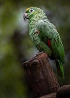 Amazonia harinosa del sur foto