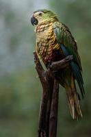 Red bellied macaw photo