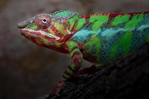 Portrait of Panther chameleon photo