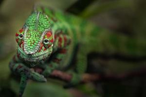 Portrait of Panther chameleon