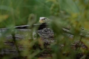 Sand lizard on log photo