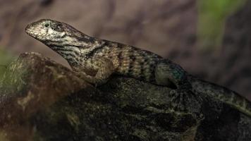 Northern curly tailed lizard photo