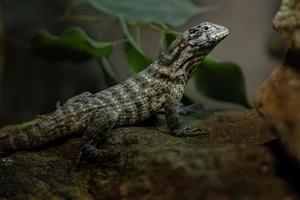 Northern curly tailed lizard